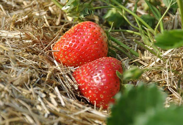 Lenabox Garden slama jagode