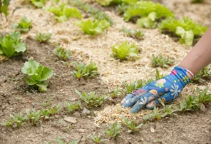 Zastiranje s slamo Lenabox Garden
